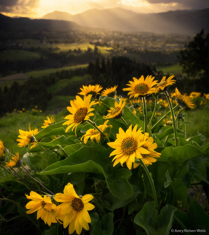 Sonnenblumen