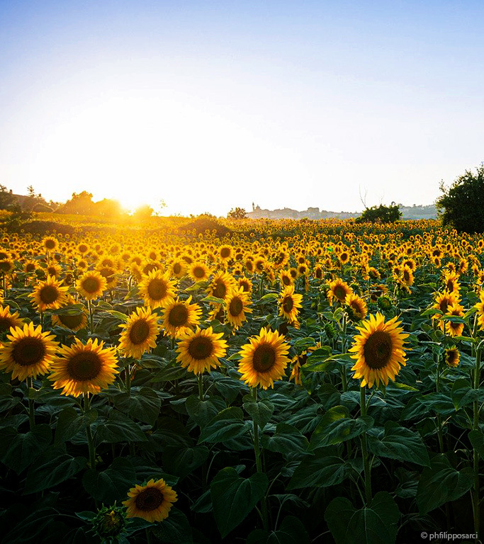 Sonnenblumenfeld